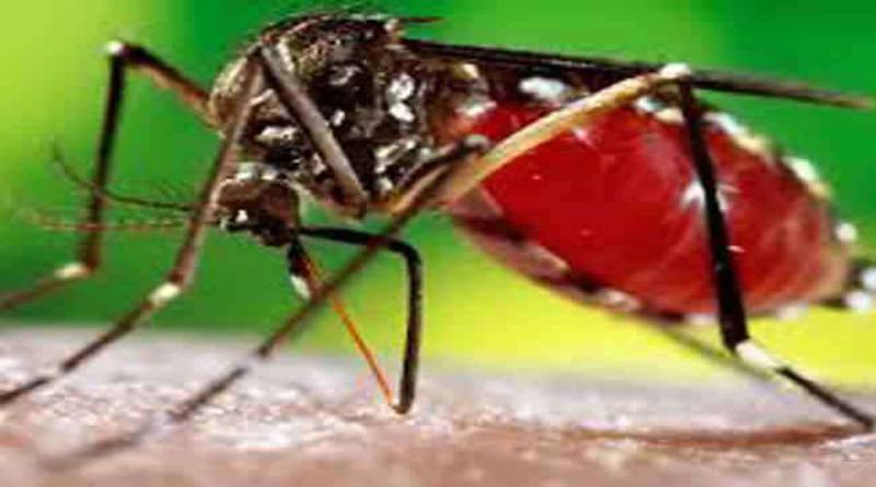 prevention of Dengue/Chikungunya