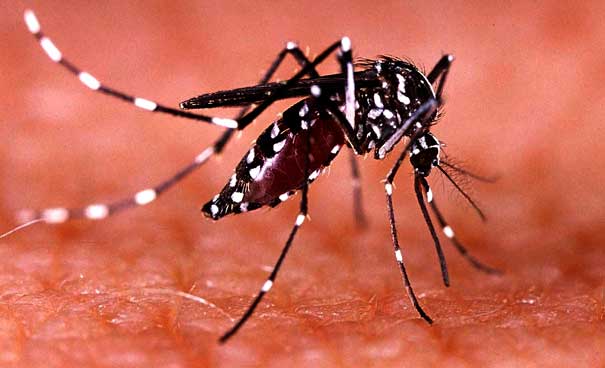 Dengue Fever_Prevention is the only cure