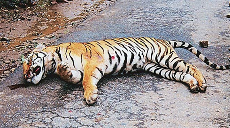 बाघ और तेंदुओं की हत्या पर घिरे 27 राज्य, सुप्रीम कोर्ट ने मांगा जवाब