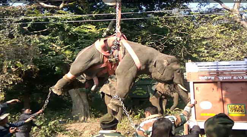 हमलावर हाथी को शिथिल कर वन कर्मियों ने किया काबू