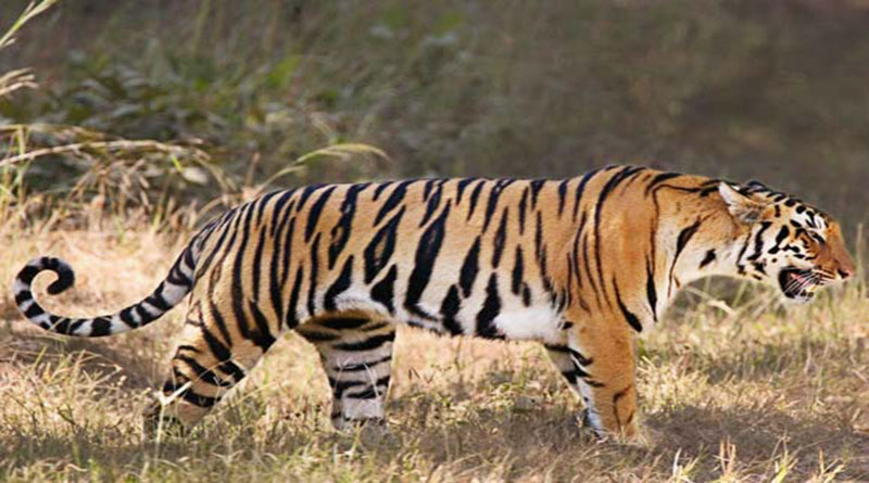 घर के आंगन में दहाड़ा आदमखोर, ग्रामीणों ने खाली किए मकान