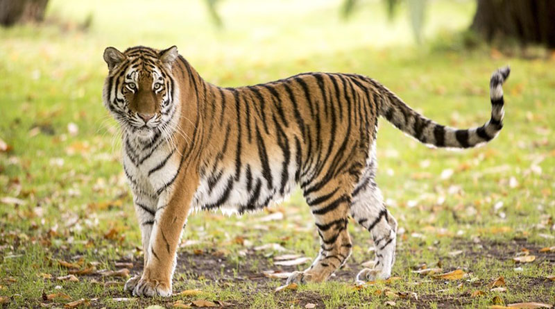 बाघ संरक्षण में पहले स्थान पर लैंसडौन वन प्रभाग बाघ संरक्षण में पहले स्थान पर लैंसडौन वन प्रभाग