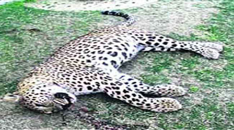 नैनीताल जिले में बाघिन और गुलदार की मौत, वन विभाग में हड़कंप