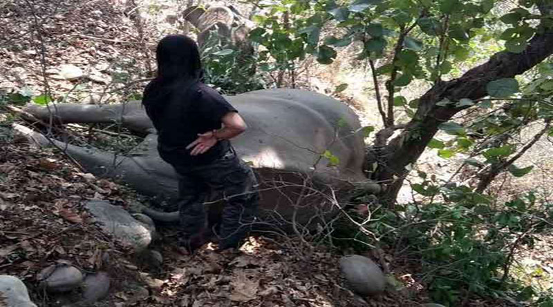 चीला रेंज में पहाड़ी से गिरकर मादा हाथी की मौत चीला रेंज में पहाड़ी से गिरकर मादा हाथी की मौत