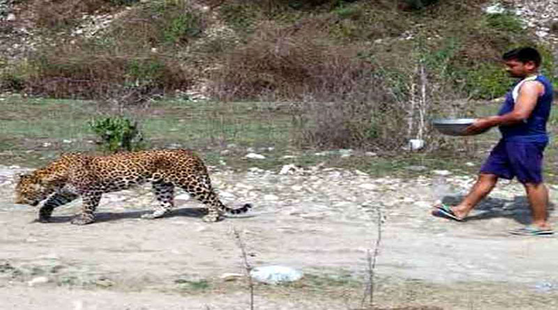 घायल गुलदार को ग्रामीणों ने पिलाया पानी, वन कर्मियों ने पकड़ा तो तोड़ा दम