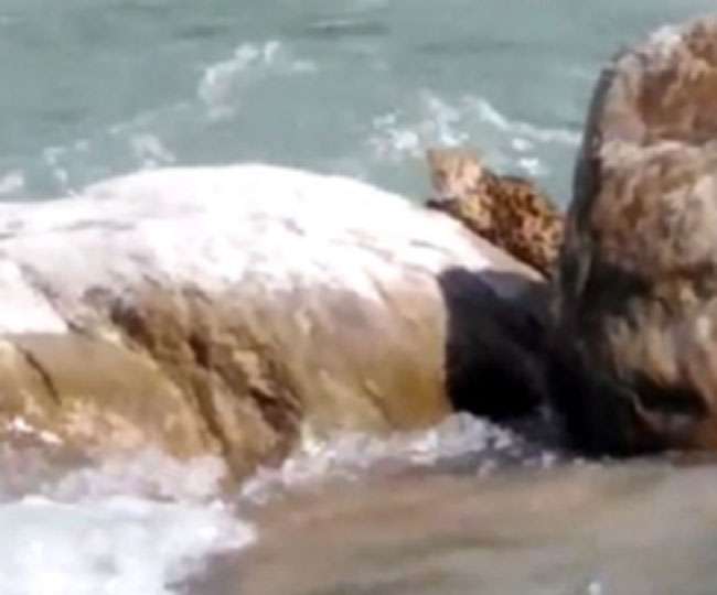 नंदाकिनी नदी में बहकर आई जंगली बिल्ली नदी के बीच पत्थर में फंसी