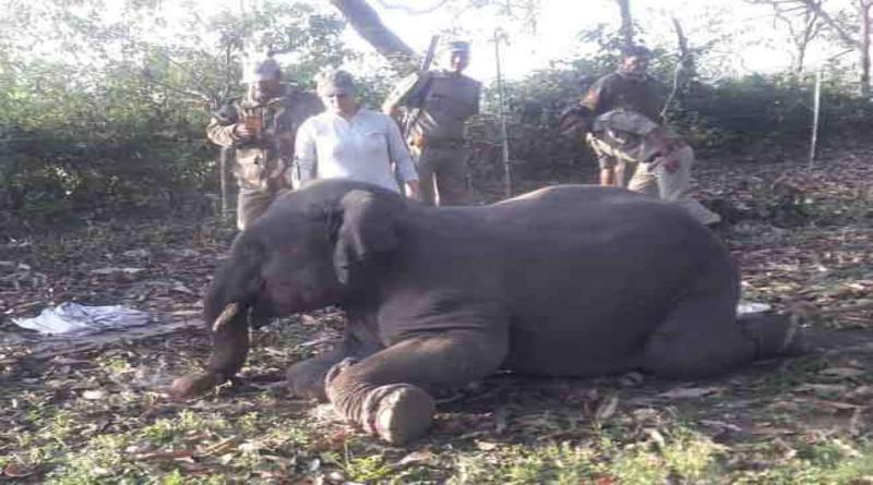 ट्रक की चपेट में आकर हाथी का बच्‍चा हुआ घायल
