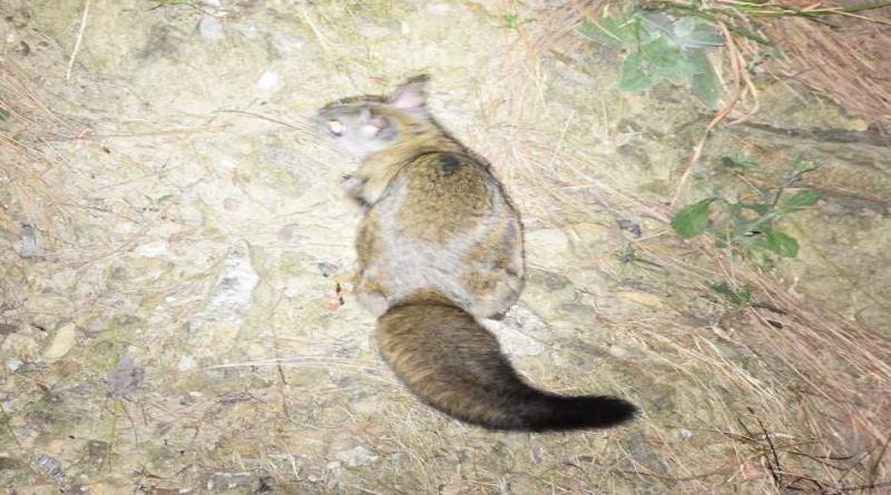 रानीखेत में पहली बार दिखी उडऩे वाली गिलहरी, देश में उड़ान भरने वाली 12 ही प्रजातियां बची हैं रानीखेत में पहली बार दिखी उडऩे वाली गिलहरी, देश में उड़ान भरने वाली 12 ही प्रजातियां बची हैं