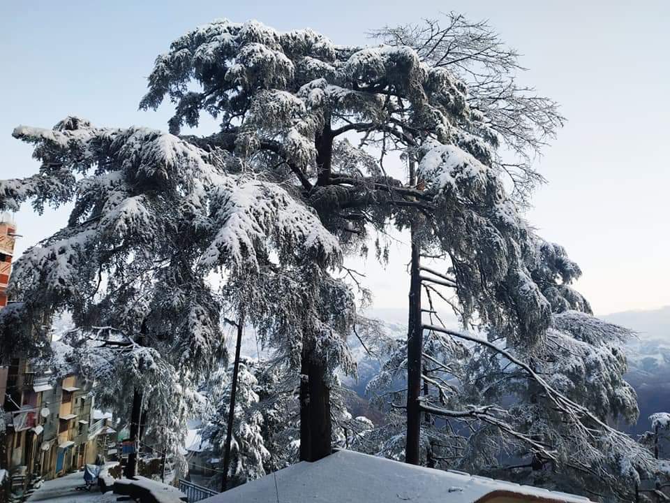 चकराता में शाम से लगातार होती रही बर्फबारी-पर्यटकों ने उठाया बर्फ का लुफ्त चकराता में शाम से लगातार होती रही बर्फबारी-पर्यटकों ने उठाया बर्फ का लुफ्त