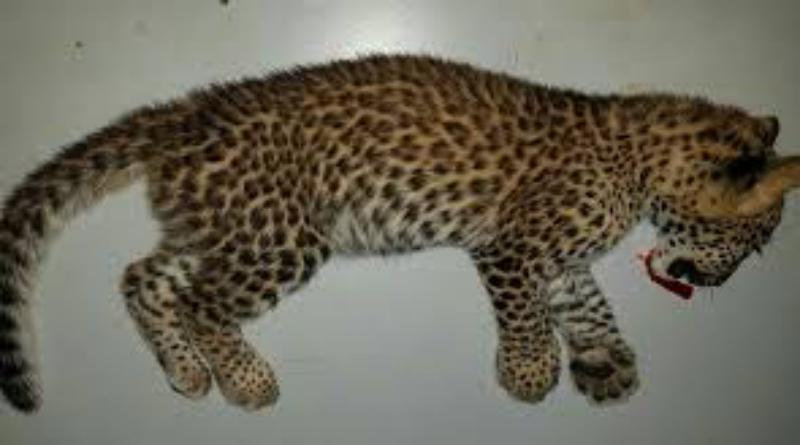 वाहन की चपेट में आने से गुलदार के दो शावकों की मौत