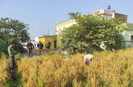 Additional District Magistrate Administration Dr. S.K. Barnwal inspected the harvesting experiment of paddy