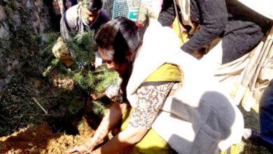 District Magistrate Reena Joshi planted trees