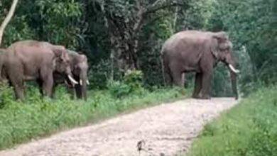 लक्ष्मण झूला-नीलकंठ मार्ग पर हाथी ने एक व्यक्ति को पटक-पटक कर मार डाला