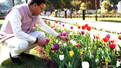 मुख्यमंत्री धामी ने आवास परिसर स्थित ट्यूलिप गार्डन का किया निरीक्षण