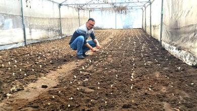 लीलियम पुष्प की खेती से जनपद चमोली को मिलेगी नई पहचान