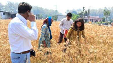 प्रधानमंत्री फसल बीमा योजनान्तर्गत सीडीओ झरना कमठान ने किया गेंहूँ के फसल कटाई प्रयोग का निरीक्षण