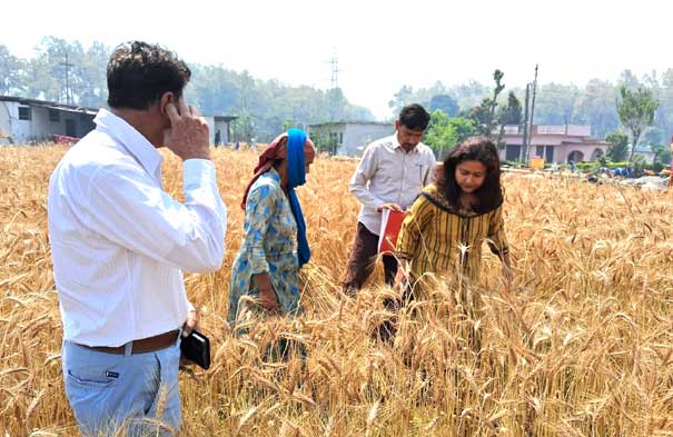 CDO Jharna Kamthan inspected wheat harvesting experiment