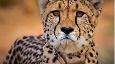 कूनो नेशनल पार्क में एक और चीते की मौत, 4 महीने में 8वें चीते की गई जान