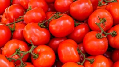 महंगे दामों से राहत देने के लिए जिला प्रशासन का अभियान भी पढ़ा सुस्त, शहर में फिर बढ़े टमाटर के दाम  