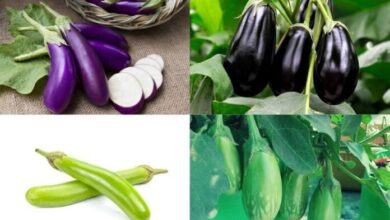 इन लोगों को भूल से भी नहीं खाना चाहिए बैंगन, घर में लाने से पहले एक बार जरूर पढ़ ले यह खबर 