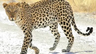 चौबट्टाखाल क्षेत्र के गाँवों में गुलदार की धमक से दहशत में लोग