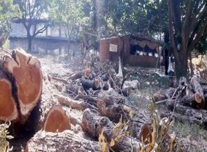 चकराता में अवैध वृक्ष कटान के आरोप में कई वनाधिकारी निलंबित