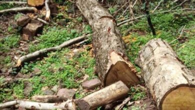 उत्तराखंड में बड़े पैमाने पर काटे जा रहे जंगल, करीब तीन साल से संरक्षित प्रजाति का हो रहा अवैध कटान