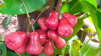 क्या आपने कभी वॉटर एप्पल खाए हैं ? अगर नहीं तो आज से खाना शुरू कर दें, शरीर को मिलेंगे ये 6 फायदे