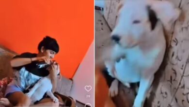 कुत्ते को बीयर पिलाना युवती को पड़ा भारी, पशु क्रूरता अधिनियम के तहत मुकदमा दर्ज