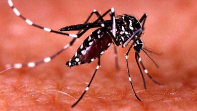 डेंगू (DENGUE) : वाइरस से होने वाली एक बीमारी है, आइए जानते हैं इसके लक्षण एवं बचाव के उपाय