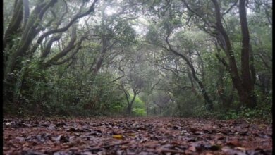 उत्तराखंड वन विभाग को जंगलों की सुरक्षा के लिए मिले 100 नए वनकर्मी