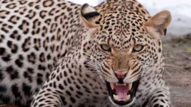 गंगोलीहाट में दो वर्षीय मासूम को बाघ ने बनाया निवाला 