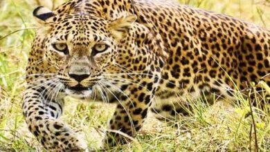 दस साल के बच्चे पर गुलदार ने किया हमला, वन विभाग उठाएगा बच्चे के इलाज का खर्चा