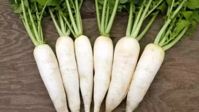 सर्दियों में मूली कब खानी चाहिए और कब नहीं, जानिए क्या कहता है आयुर्वेद ?