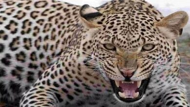 देहरादून के घने इलाके में गुलदार ने 12 साल के बालक को किया घायल