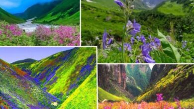 1 जून को पर्यटकों के लिए खुलेगी विश्व प्रसिद्ध फूलों की घाटी, ये रहेगा शुल्क