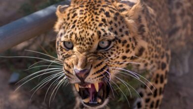 माँ के सामने घर के आँगन से तीन वर्षीय बच्चे को उठाकर ले गया गुलदार, 200 मी दूरी पर मिला शव 