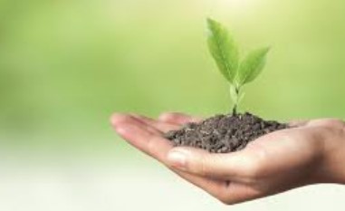 देहरादून और मसूरी में मियावाकी पौधरोपण योजना पर उठे सवाल, वन मुख्यालय ने शुरू की जांच