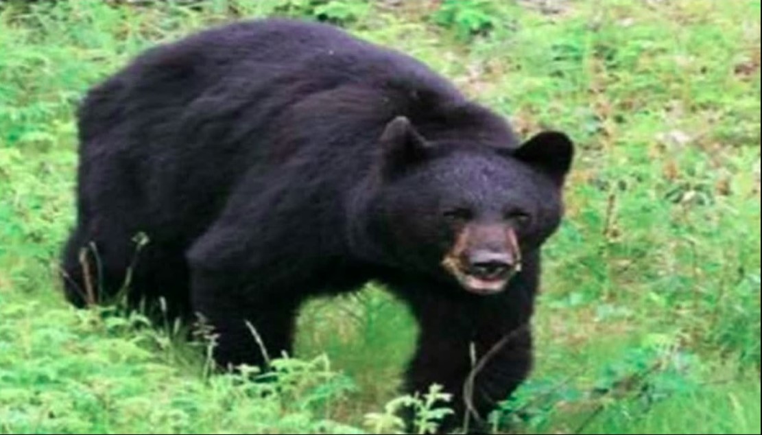 खेतों में घास लेने गई महिला पर किया भालू ने हमला, अस्पताल पहुँचने से पहले तोड़ा दम