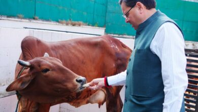 मुख्यमंत्री धामी ने गोवर्धन पूजा पर किया गौ माता का पूजन और सेवा