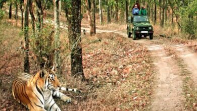 वन्यजीव प्रेमियों के लिए अच्छी खबर, 15 अक्टूबर से पर्यटकों के लिए खोल दिया जाएगा बिजरानी जोन