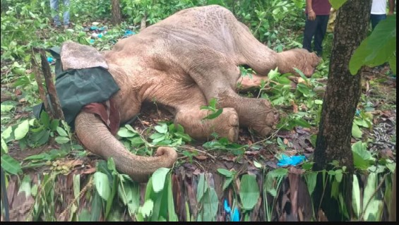 राज्य में बढ़ रही हाथियों की मौत की घटनाएं, वन विभाग ने सुरक्षा उपाय किए तेज