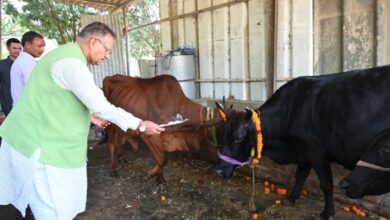 कैबिनेट मंत्री गणेश जोशी ने गोवर्धन पूजा के अवसर पर किया गौमाता का पूजन 