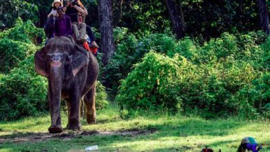 कार्बेट और राजाजी टाइगर रिजर्व में हाथी सफारी को मिली हरी झंडी