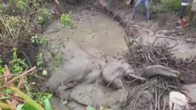 तराई के जंगल में पसरा मातम- रेलगाड़ी से टकराकर घायल हुए हाथी की हुई मौत