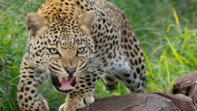 गुलदार के हमले में 65 वर्षीय महिला की मौत