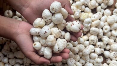 क्या आप भी करते हैं मखाने का अत्यधिक सेवन ? अगर हाँ, तो जानिए इसके नुकसान