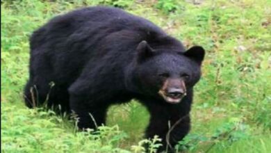 भिकोना गाँव के पास पकड़ा गया मादा भालू, ग्रामीणों ने ली राहत की सांस