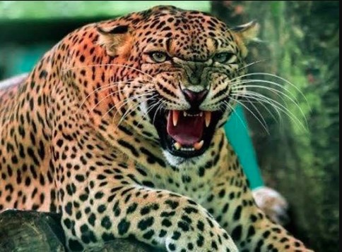 शौच के लिए निकले व्यक्ति पर किया तेंदुए ने हमला, उतारा मौत के घाट 