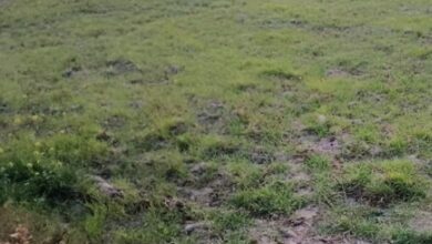 उत्तराखंड में सूखे जैसे हालात, कम बारिश-बर्फबारी से खेती, पर्यटन और पर्यावरण पर संकट